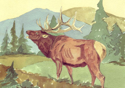 Elk new
