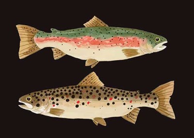 New-Trout-18x24-use---Black